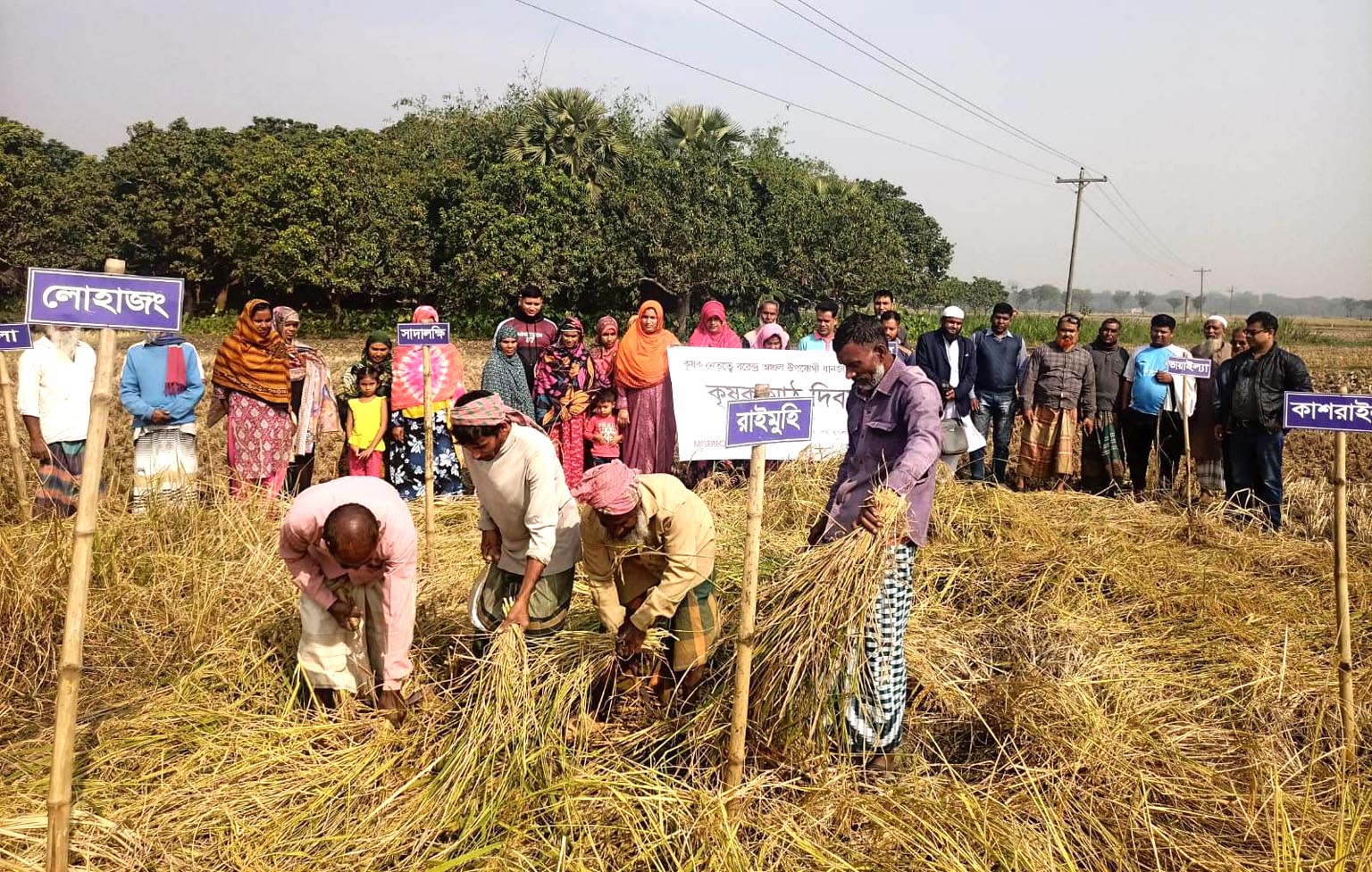 বিলনেপালপাড়া চাষী ক্লাব ও বারসিক'র যৌথ উদ্যোগে কৃষক মাঠ দিবস অনুষ্ঠিত