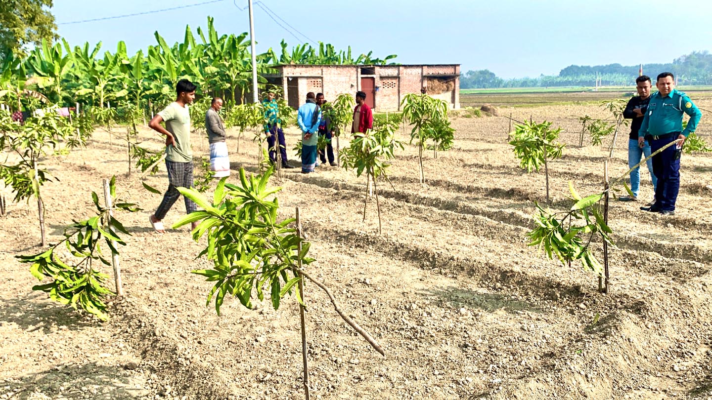 পবায় রাতের আঁধারে কেটে ফেলা হলো ১১৭টি আমগাছ