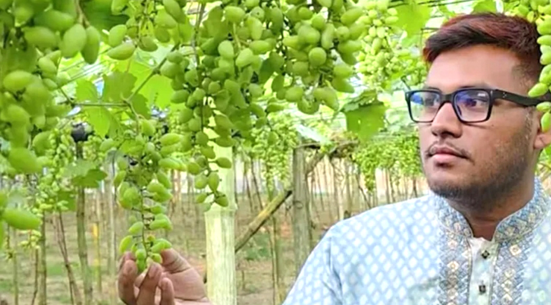 রাজশাহীতে থোকায় থোকায় ঝুলছে আঙ্গুর, বছরে ২০ লাখ টাকা আয়ের স্বপ্ন দেখছেন উদ্যোক্তা সাগর